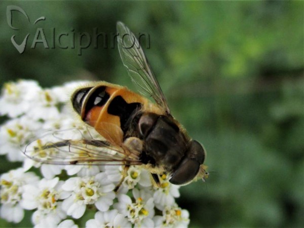 Eristalis arbustorum