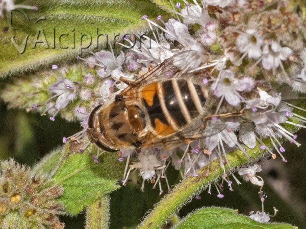 Eristalis arbustorum