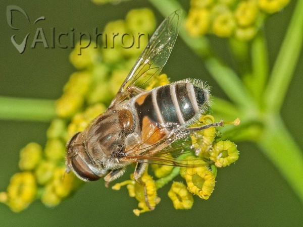 Eristalis arbustorum