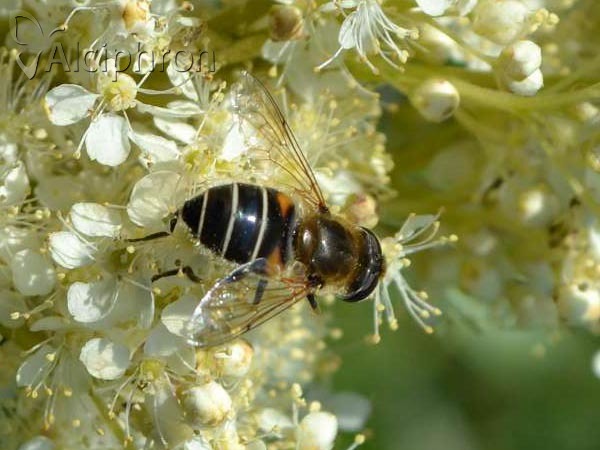 Eristalis interrupta