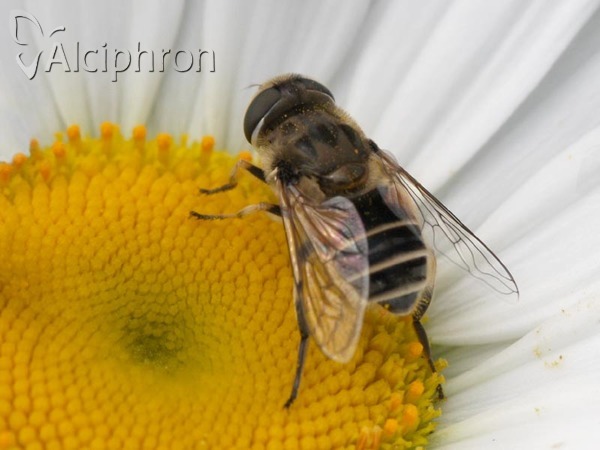 Eristalis interrupta