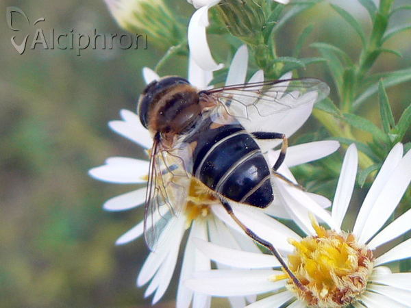 Eristalis interrupta