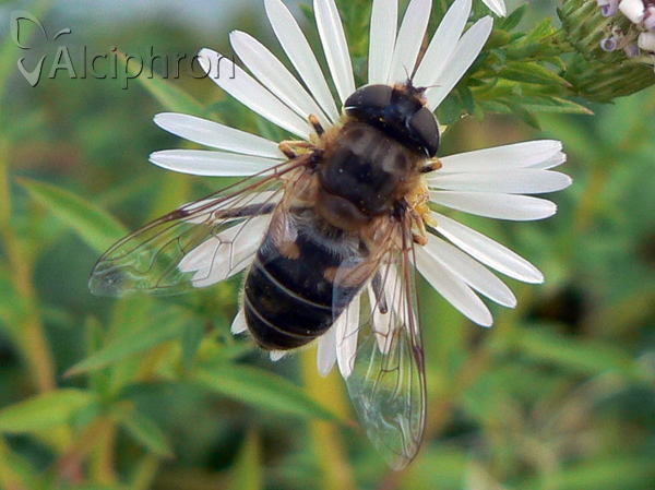 Eristalis interrupta