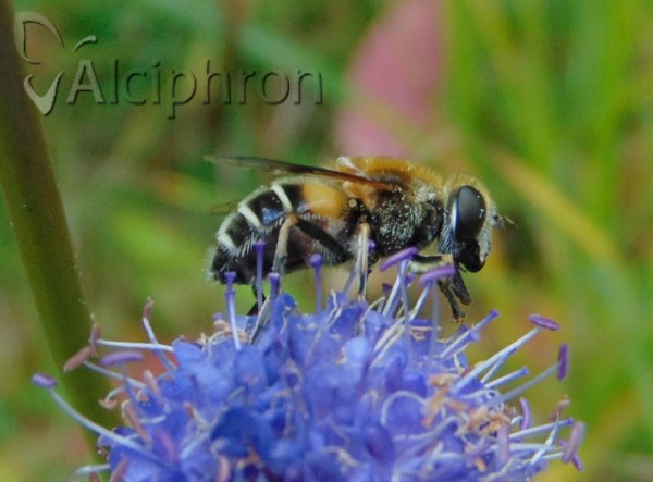 Eristalis jugorum