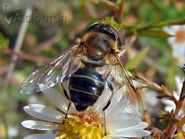 Eristalis pertinax