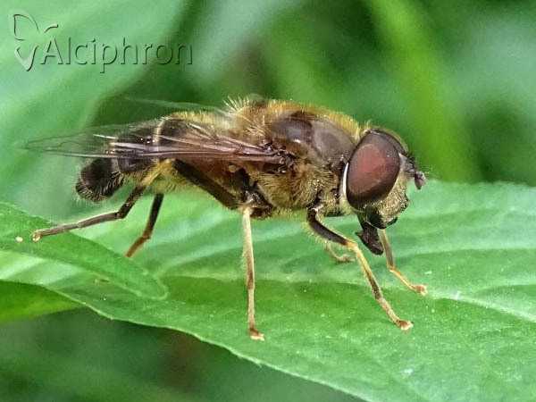 Eristalis pertinax