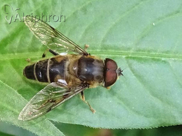 Eristalis pertinax