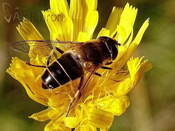 Eristalis pertinax