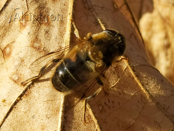 Eristalis pertinax