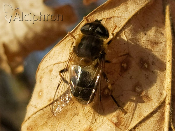 Eristalis pertinax