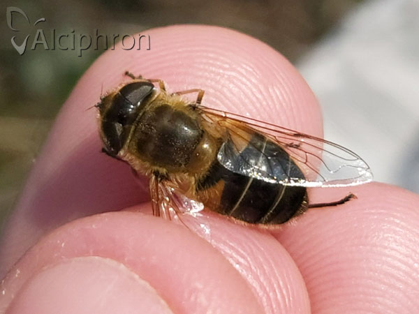 Eristalis similis