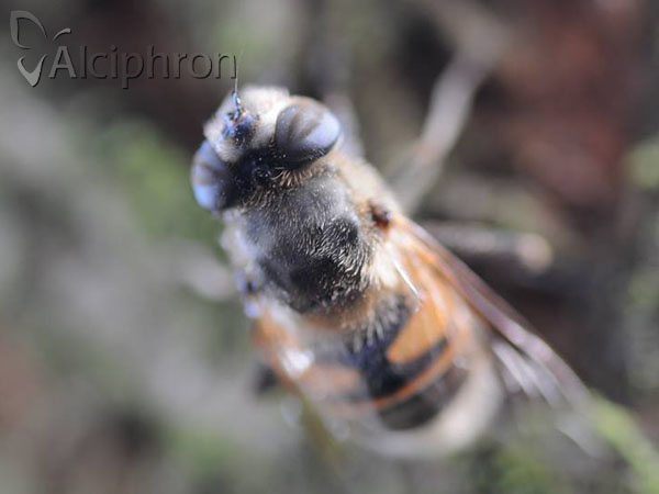 Eristalis tenax