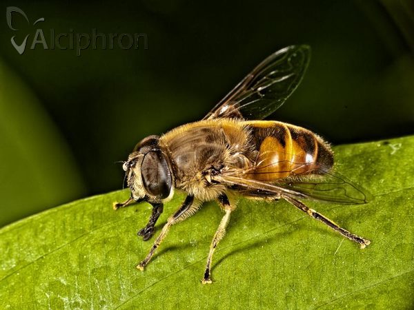 Eristalis tenax
