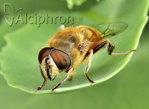 Eristalis tenax