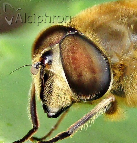Eristalis tenax