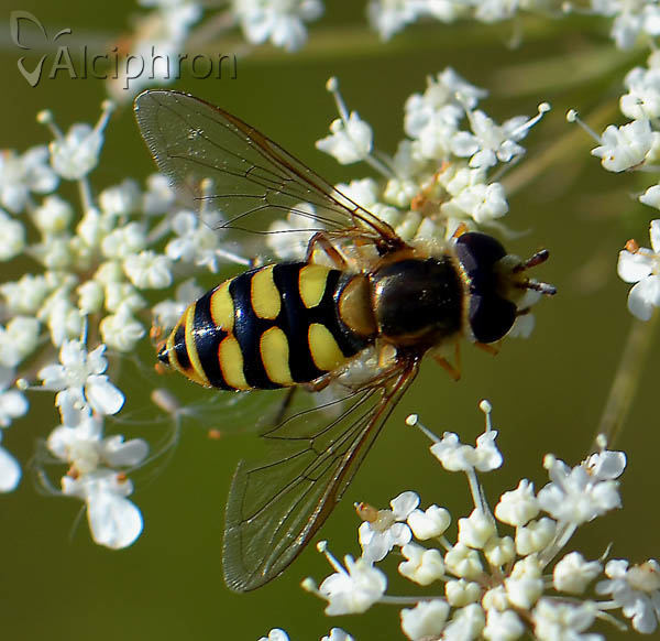 Eupeodes corollae
