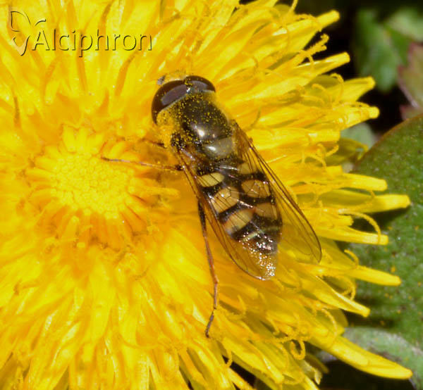 Eupeodes corollae