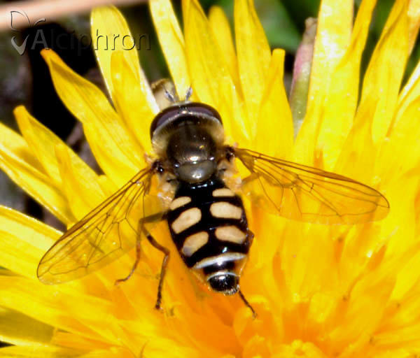 Eupeodes corollae