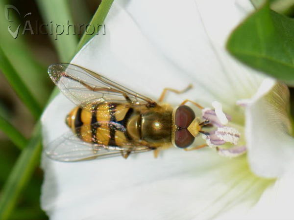 Eupeodes corollae