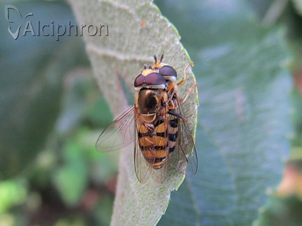 Eupeodes corollae