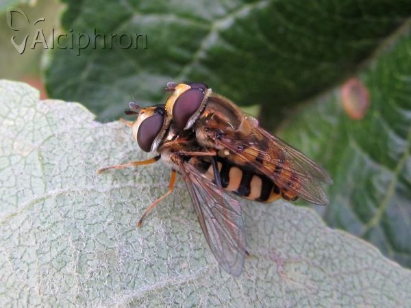 Eupeodes corollae