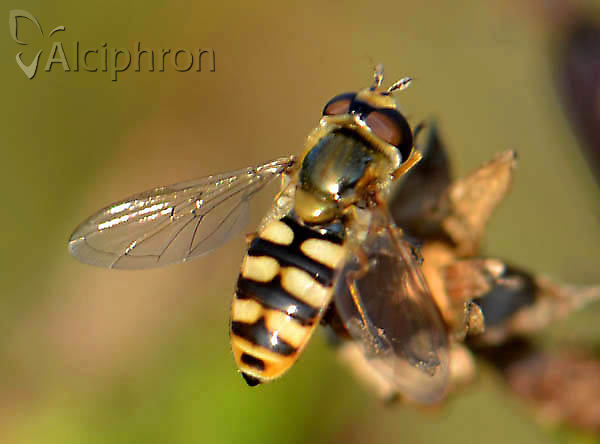 Eupeodes latifasciatus