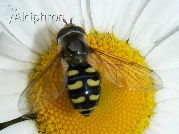 Eupeodes luniger