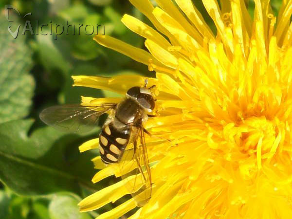 Eupeodes luniger
