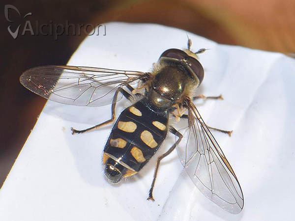 Eupeodes luniger