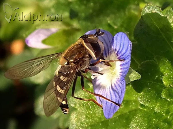 Eupeodes luniger
