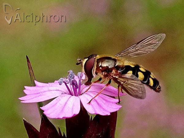 Eupeodes luniger