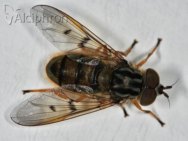 Ferdinandea cuprea