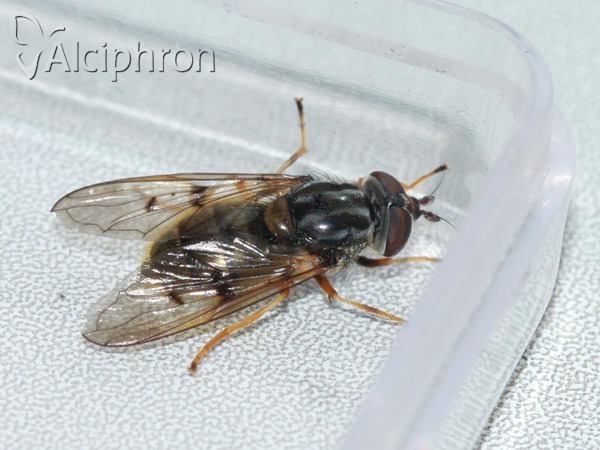 Ferdinandea cuprea