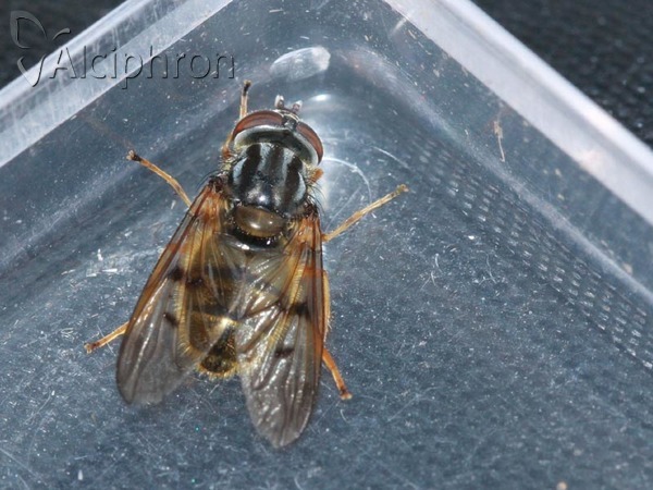 Ferdinandea cuprea