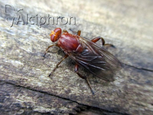 Hammerschmidtia ferruginea