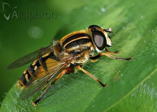 Helophilus pendulus