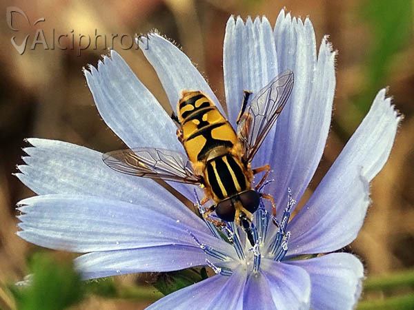 Helophilus pendulus