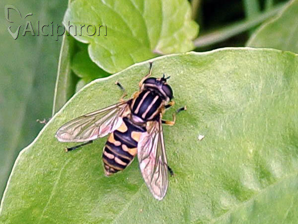 Helophilus pendulus