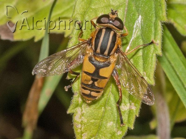 Helophilus pendulus