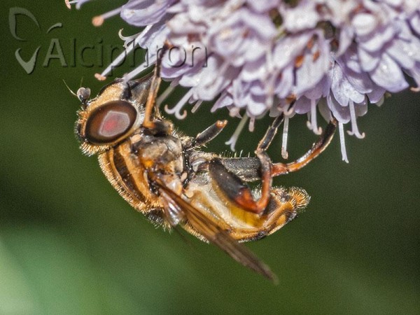 Helophilus pendulus