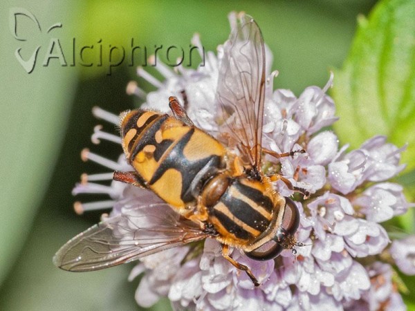 Helophilus pendulus
