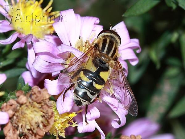 Helophilus trivittatus