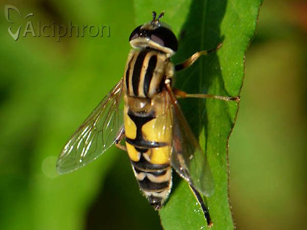 Helophilus trivittatus