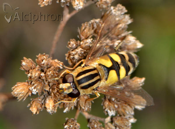 Helophilus trivittatus