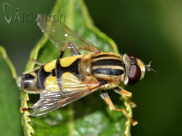 Helophilus trivittatus
