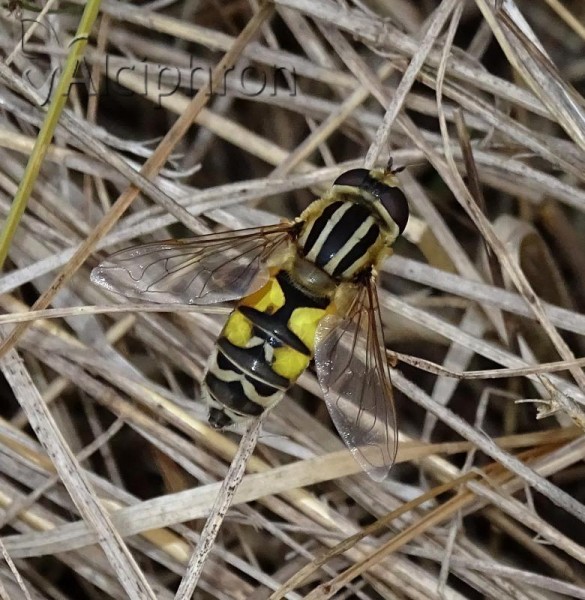 Helophilus trivittatus
