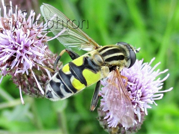 Helophilus trivittatus