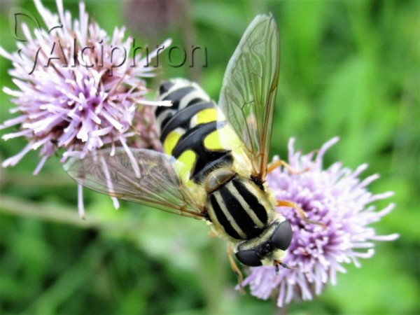 Helophilus trivittatus