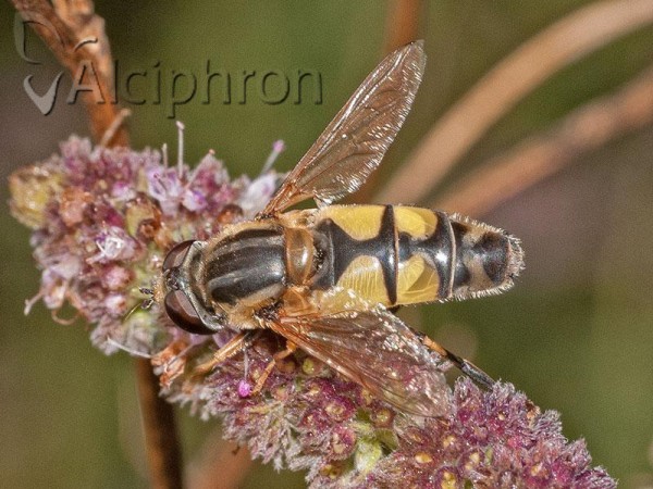 Helophilus trivittatus