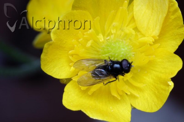 Neocnemodon pubescens